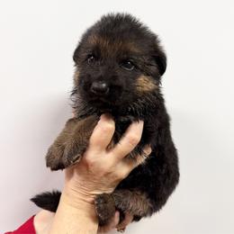 White Boy - Bi-color male German Shepherd puppy in Buxton, Oregon from Buxton Oregon Shepherds