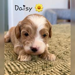Girl 1 - Red  female Goldendoodle puppy in Glendale, Arizona from Follow Your Bliss Doodles