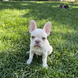 French Bulldog Puppies from Prestige French Bulldogs
