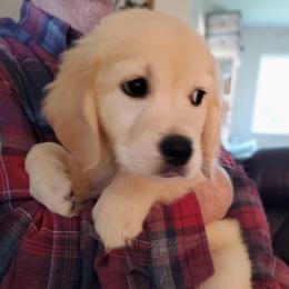 Electric Blue Collar - Light golden male Golden Retriever puppy in Sandy, Utah from Golden Meadows of Utah