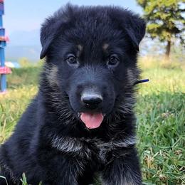 German Shepherd puppies from Swede Mountain Shepherds
