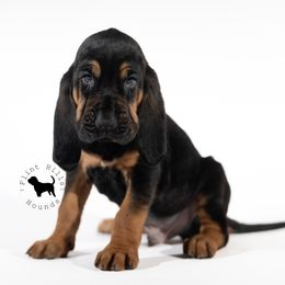 Black Collar boy - Black and tan Bloodhound puppy in Wamego, Kansas from Flint Hills Hounds