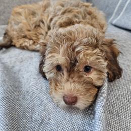 Mochi - Apricot female Havapoo puppy in Louisville, Kentucky from Derbyville Havapoos