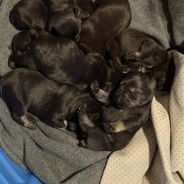 Miniature Schnauzer Puppies from Daniel Morlan