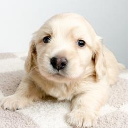 Caspian - Cream male Dachshund puppy in Redding, California from Jean & Mae Doxies