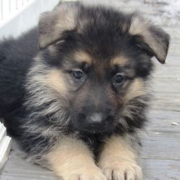 German Shepherds from Sagehill