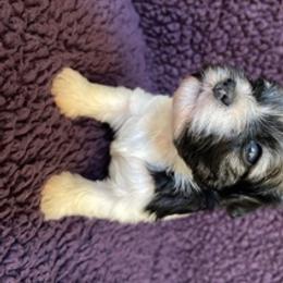 Havanese Puppies from Happy Tail Companions