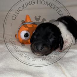 Nemo - Piebald male Dachshund puppy in Fond Du Lac, Wisconsin from Clucking Homestead Springers & Dachshunds