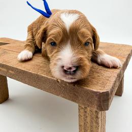 Reese - Red  male Goldendoodle puppy in Sunman, Indiana from Brunsman Country Doodles LLC