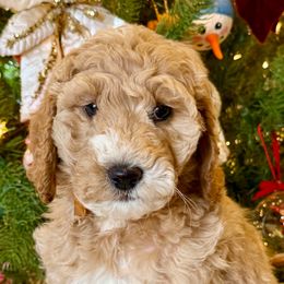 Miss Yellow - Apricot female Australian Labradoodle puppy in Mount Gilead, North Carolina from Tillery Labradoodles