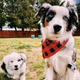 Miniature Australian Shepherds from Sugar Mountain Miniature Australian Shepherds