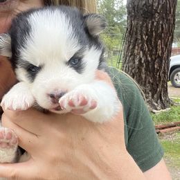 French Bulldogs and Pomskies from Smart Pomskies and Frenchies