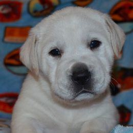 Champion Dad Hondo - Yellow male Labrador Retriever puppy in Spring Creek, Nevada from Badland Kennel