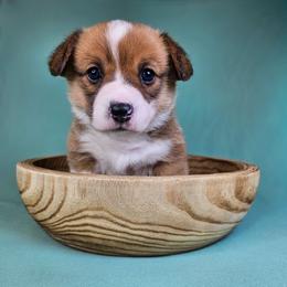 Red and white Female - Red and white female American Corgi puppy in Taylorsville, North Carolina from America's Red White and Bluie Corgis