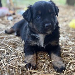 Johnny - Black tri-color male Australian Shepherd puppy in Roff, Oklahoma from Circle J Aussies