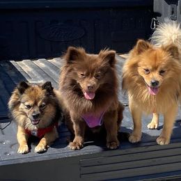 Pomeranians from Juliana's Pomeranians