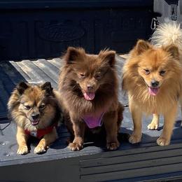 Pomeranians from Juliana's Pomeranians