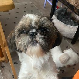 Dottie - Shih Tzu