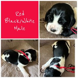 Boy 1 - Black and white male English Springer Spaniel puppy in Godley, Texas from Legacy Springer Spaniels