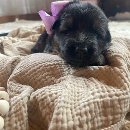 Purple Collar Female - Black and red German Shepherd puppy in Saint Louis, Michigan from drei Stränge German Shepherds