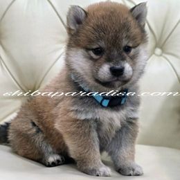 Kuma - Red male Shiba Inu puppy in Tualatin, Oregon from Shiba Paradise