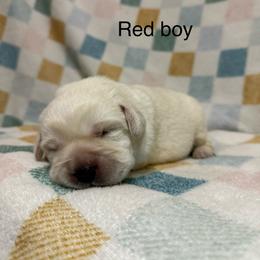 Red boy - Yellow male Labrador Retriever puppy in Corning, California from Raven's Labradors