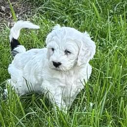 Dillon - Black and white male Cockapoo puppy in Marietta, South Carolina from River Falls Cockapoos
