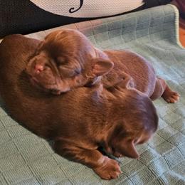 Choc 1 - Brown male Brussels Griffon puppy in Huntsville, Alabama from Tammy's Brussels