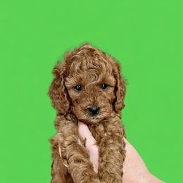 Green boy - Red  male Goldendoodle puppy in Kitsap County, Washington from Amazing Grace Doodles