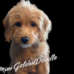 Ruby Doo - Red  Goldendoodle puppy in South Jordan, Utah from Diamond Companions