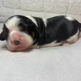 Red - Tri-color female Cavalier King Charles Spaniel puppy in Mount Dora, Florida from Carroll’s Chihuahuas