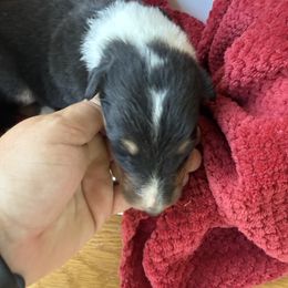 Tricolor Girl Purple Collar - Black white and tan female Collie puppy in Honaker, Virginia from KLW Farm
