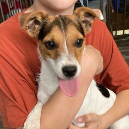 Princess Jacqueline - White and black Russell Terrier puppy in Missouri from Royal Russells Ranch