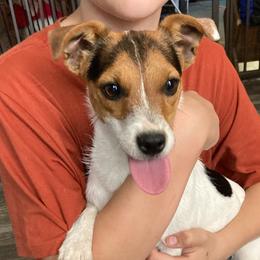 Princess Jacqueline - White and black Russell Terrier puppy in Missouri from Royal Russells Ranch