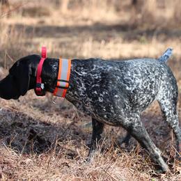 German Shorthaired Pointers from Sandem German Shorthaired Pointers