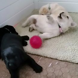 Labrador Retriever Puppies from Lorlyn Labradors