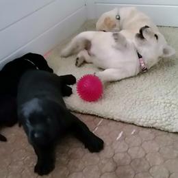 Labrador Retriever Puppies from Lorlyn Labradors