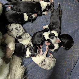 Australian Shepherd and Great Dane Puppies from AEW Farm