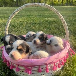 Australian Shepherd puppies from Skuna River Ranch