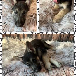 German Shepherd Puppies from Pocono GSD