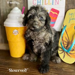 Skye - Merle female Labradoodle puppy in Paw Paw, Michigan from ProAct Canines