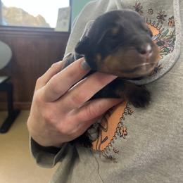 Rottweiler Puppies from Vom Arnold-Hause Rottweilers