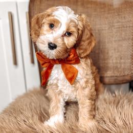 Tillman - Caramel cream male Australian Labradoodle puppy in Decatur, Alabama from Southern Meadows Doodles