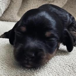 Fanki - Black and tan female Dachshund puppy in Austin, Texas from Glorious Minis