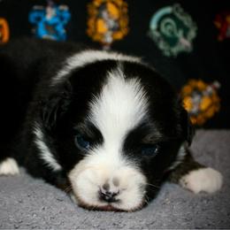 Forrest - Black tri male Miniature Australian Shepherd puppy in El Dorado Springs, Missouri from HP Aussie Kennels