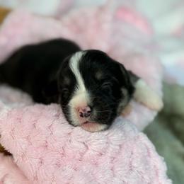 Full Tail - Black and white female American Corgi puppy in Nashville, Arkansas from Whisenhunt Farms
