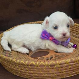 Lydia - White female Maltipoo puppy in Sahuarita, Arizona from Cowgirl's Legacy Maltipoos