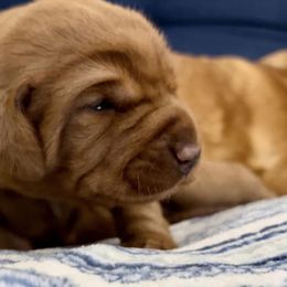 Labrador Retriever Puppies from West Wind Farm’s Labradors & Livery