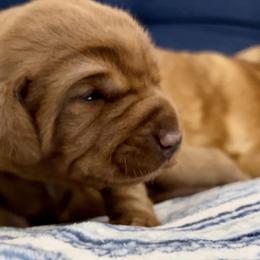 Labrador Retriever Puppies from West Wind Farm’s Labradors & Livery