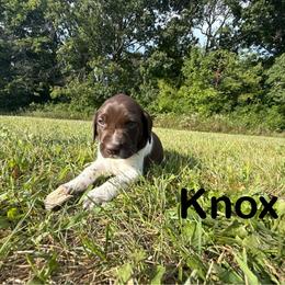 Knox - White and liver male German Shorthaired Pointer puppy in Spring Valley, Wisconsin from Filipiak Breeders